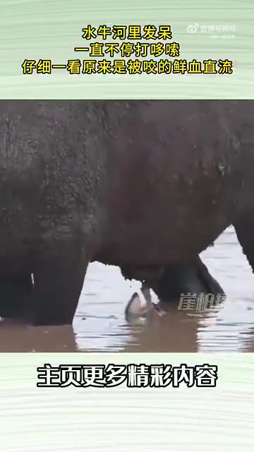 水牛河里发呆，被咬得鲜血直流直哆嗦