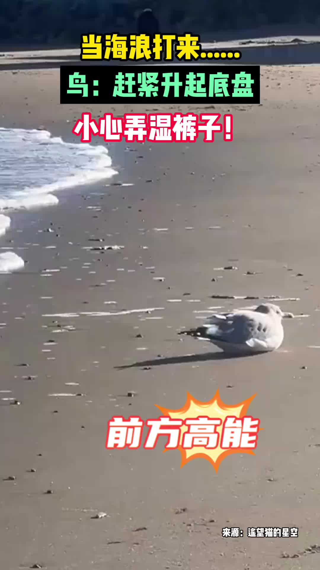 当海浪打来......鸟：赶紧升起底盘，小心弄湿裤子！