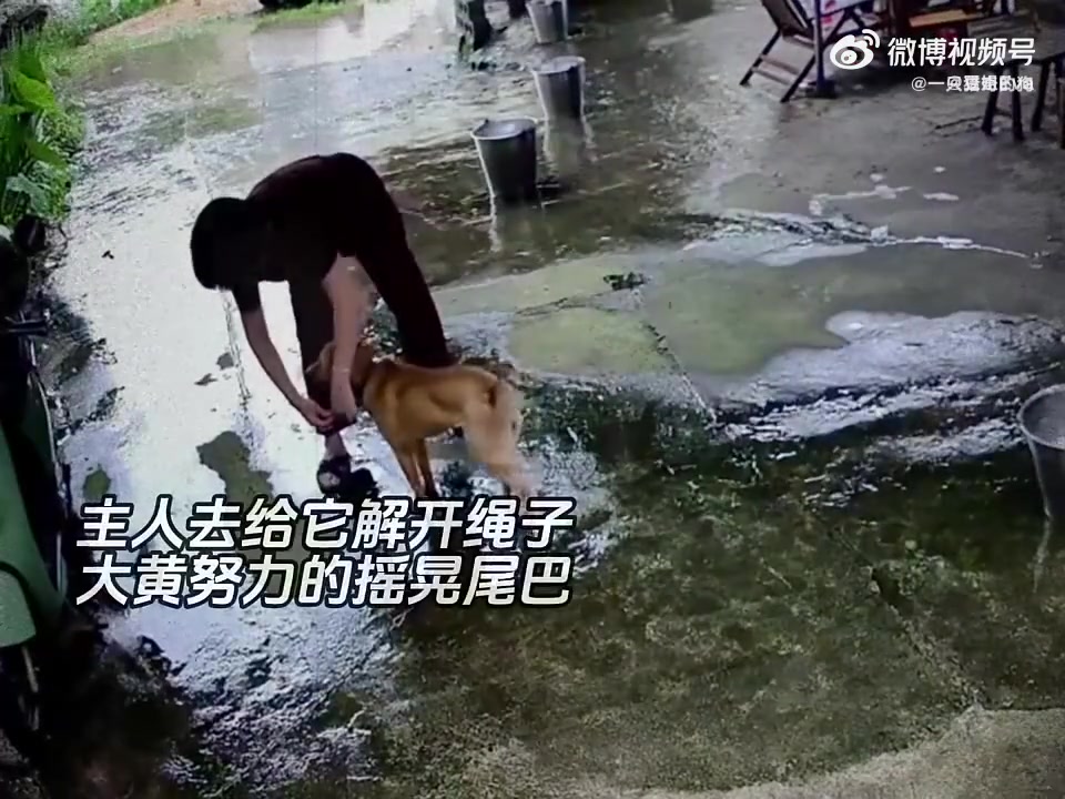 不吃手中食，不在家中死，这或许是狗狗最后的告别方式