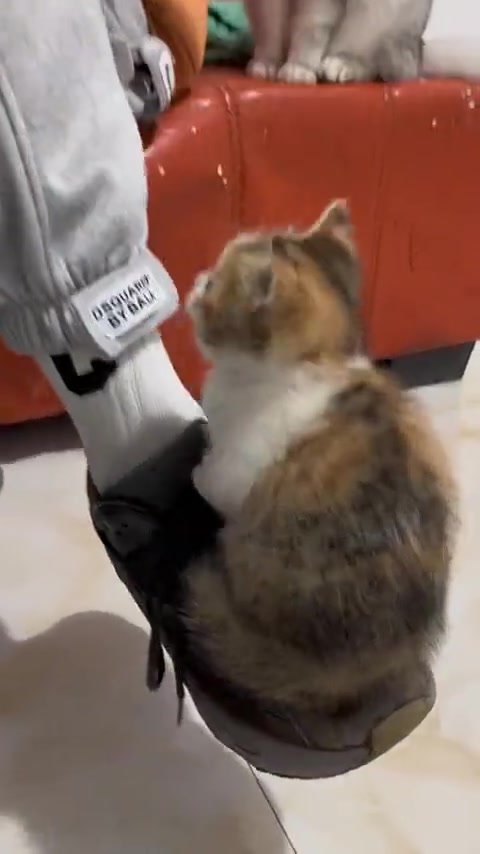 鞋子上长小猫，一边一只超可爱