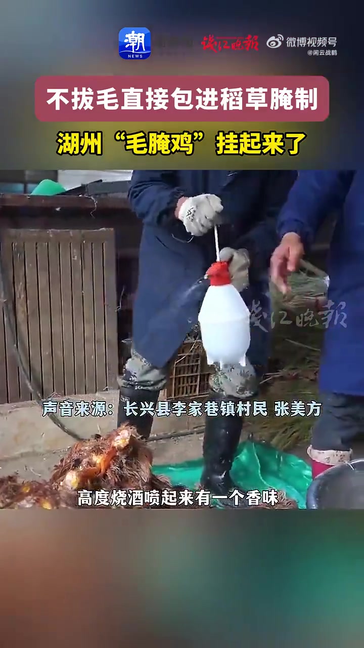 不拔毛直接包進稻草腌制，浙江湖州“毛腌雞”掛起來了