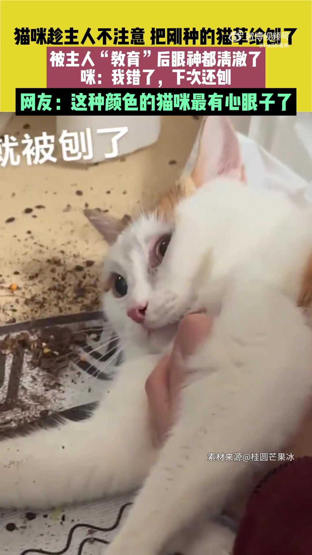 猫咪趁主人不注意把刚种的猫草给刨了，被主人教育后眼神都清澈了