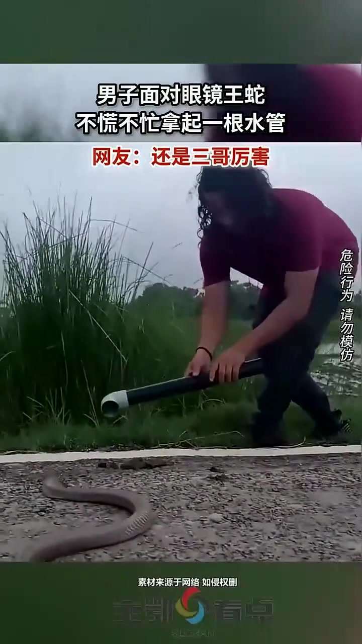 男子面对眼镜王蛇，不慌不忙拿起一根水管，网友：还是三哥厉害
