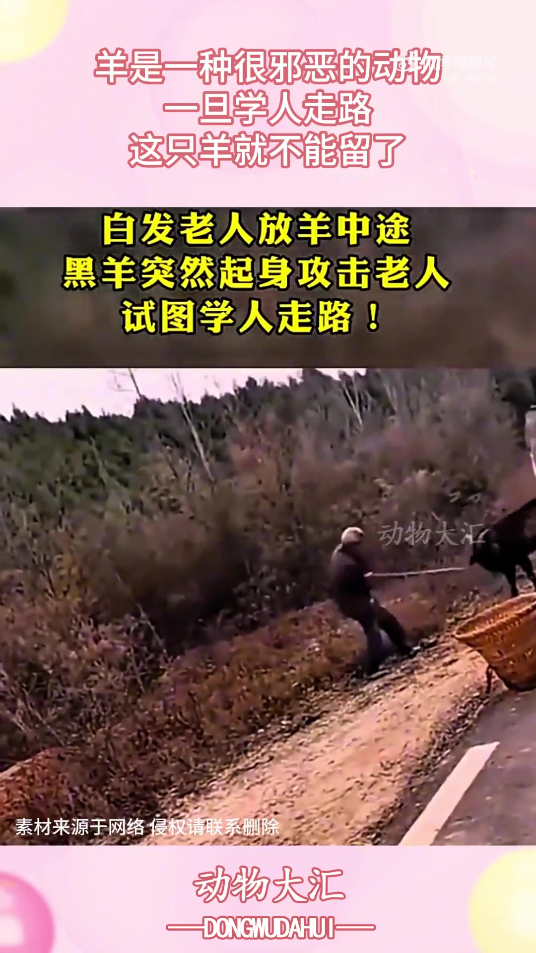 羊是一种很邪恶的动物，一旦学人走路，这只羊就不能留了！