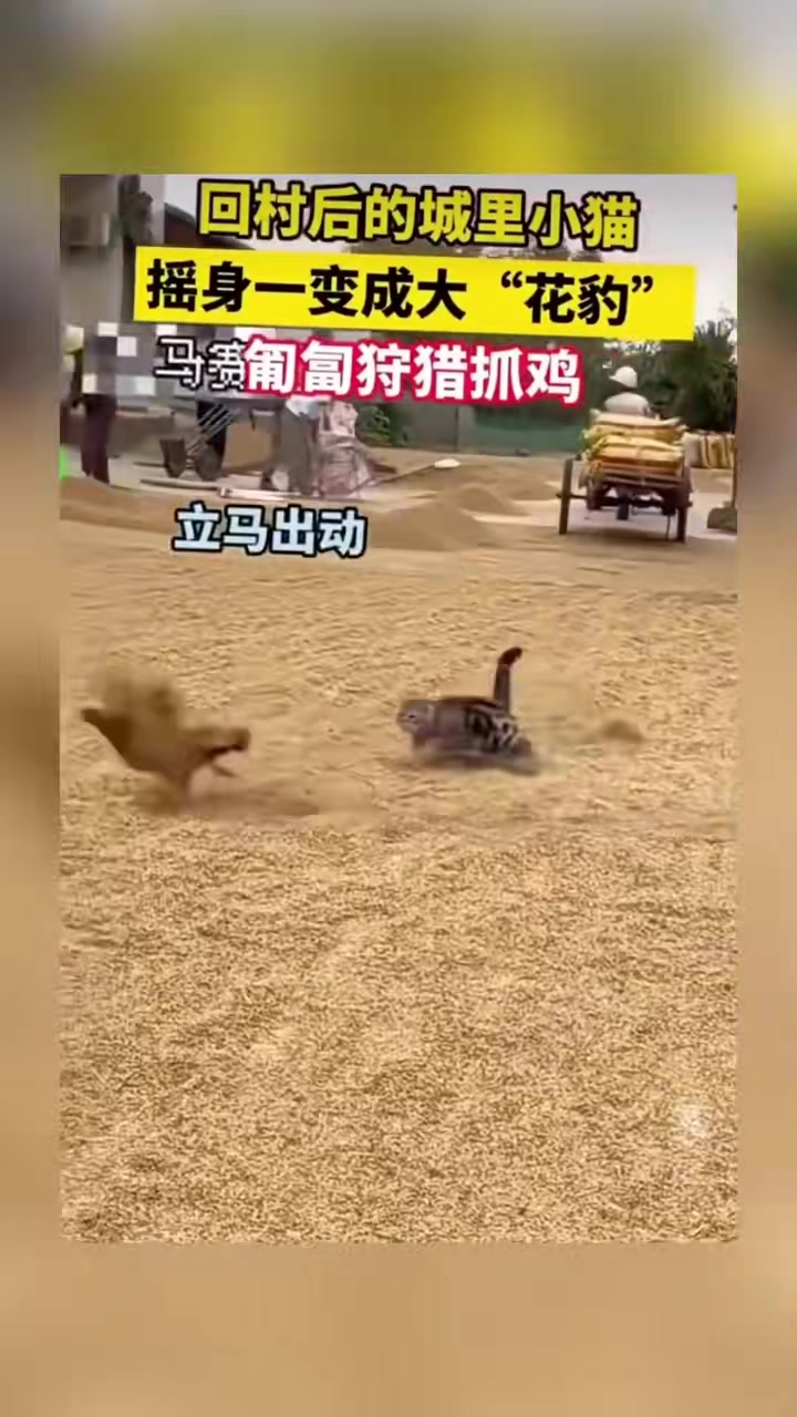 回村后的小猫摇身一变成为大花豹