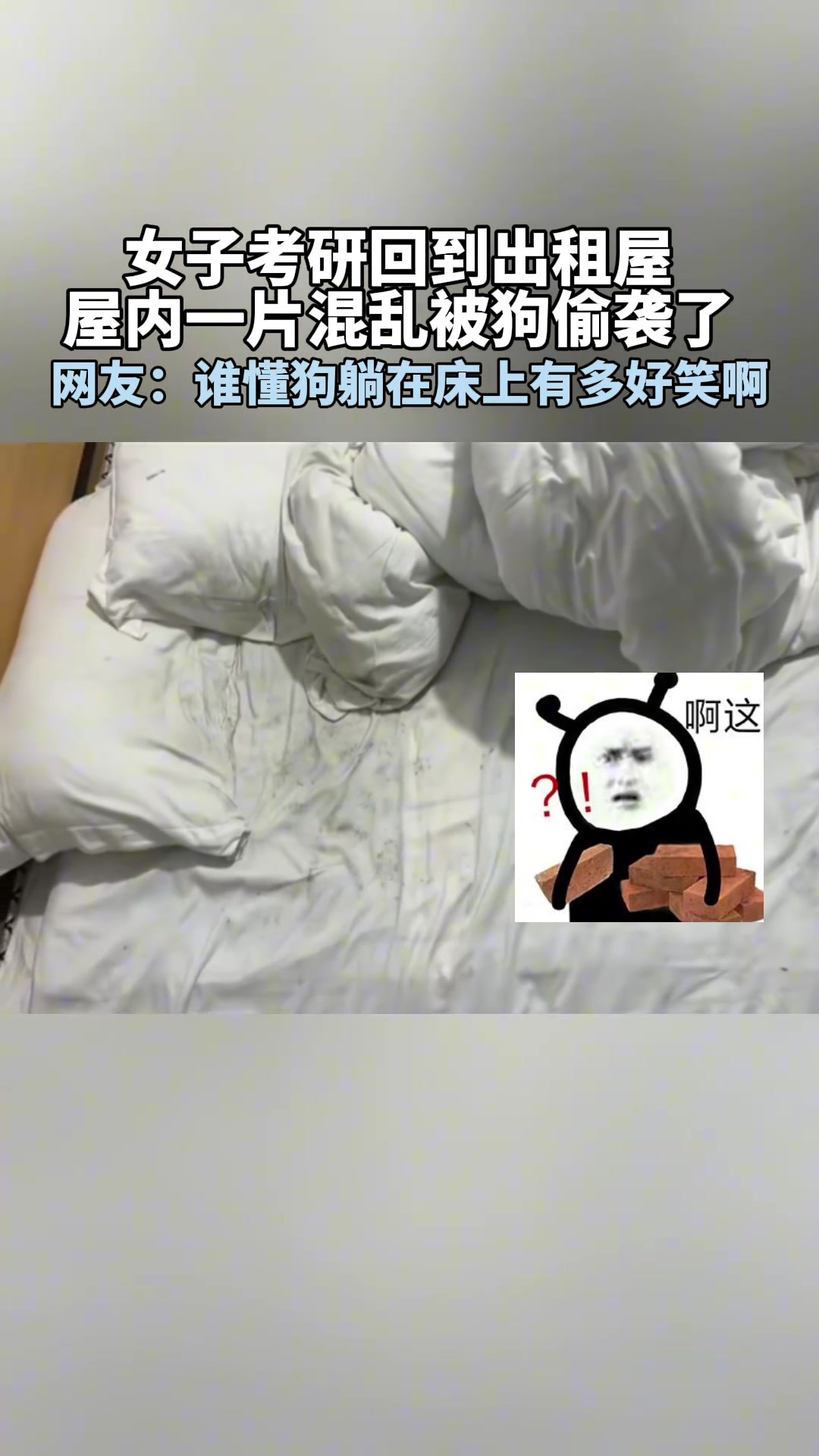 谁懂狗躺在床上那一幕有多搞笑