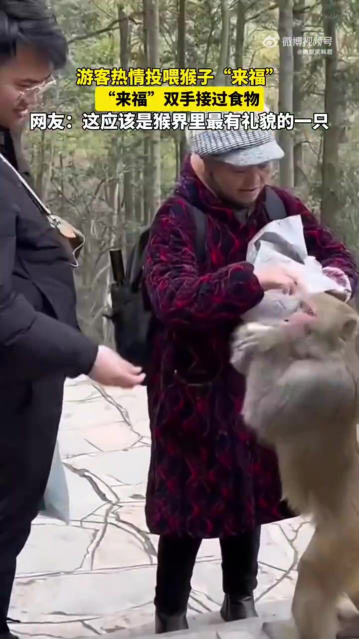 这应该是猴界里最有礼貌的一只