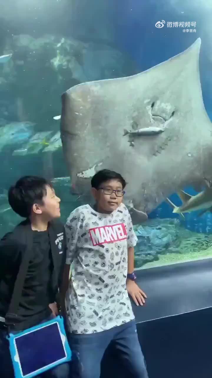 魔鬼鱼给两个小男孩留下了一生的心理阴影