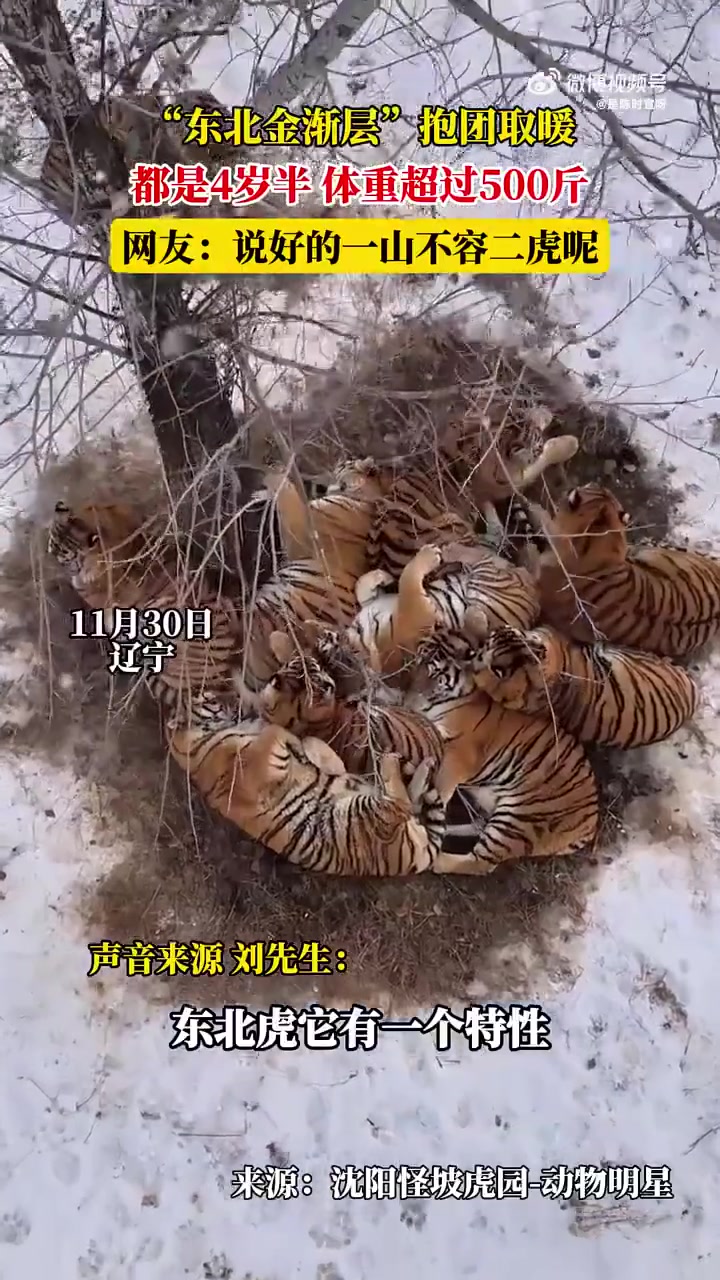 “东北金渐层”抱团取暖，说好的一山不容二虎呢