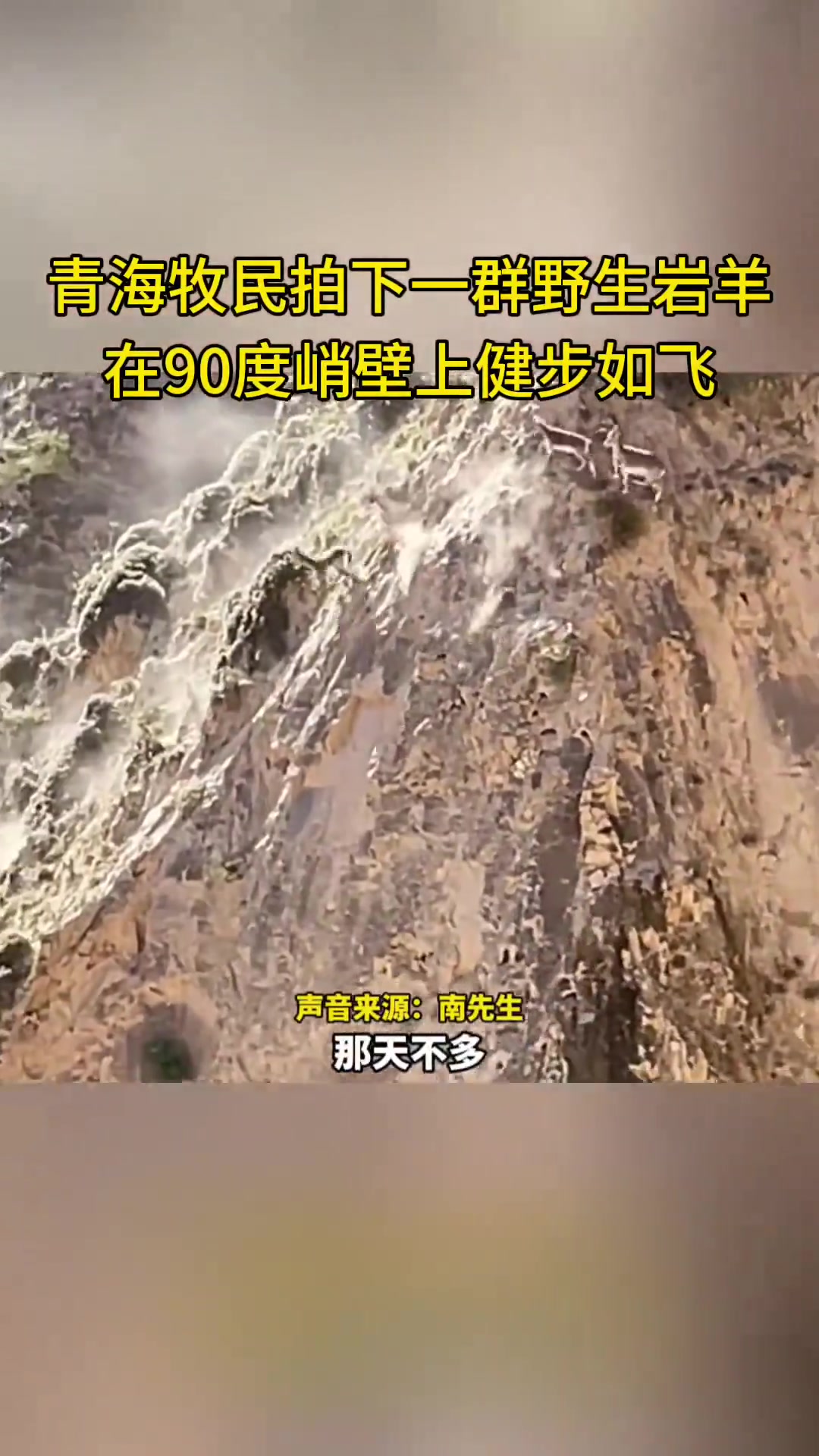 野生岩羊在近乎垂直的峭壁上轻松行走