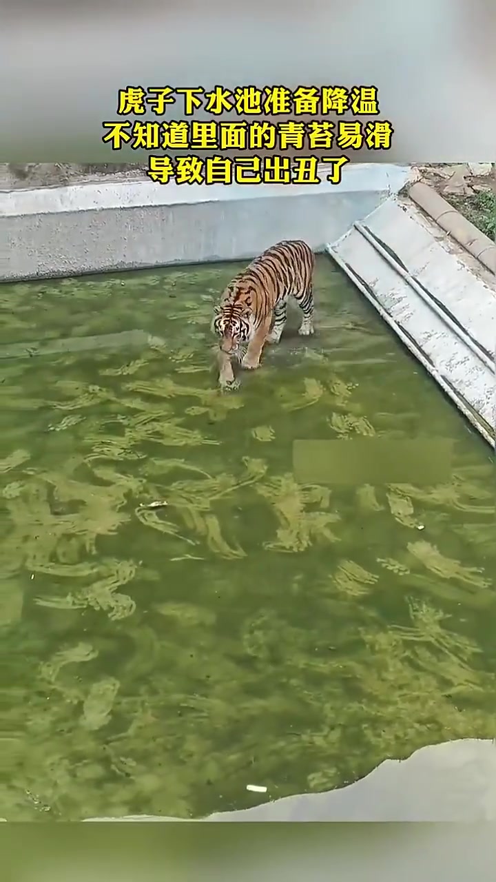 虎子下水池，不知道里面的青苔易滑