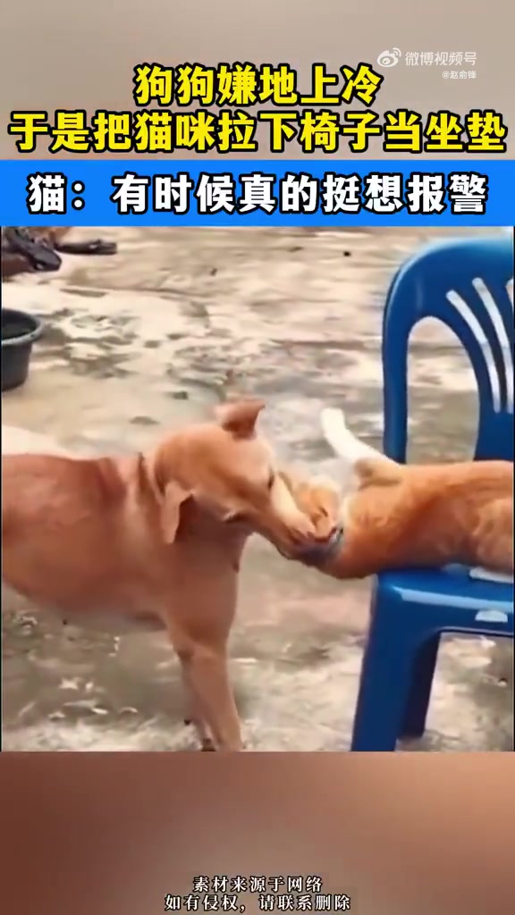 狗狗嫌地上凉，于是把猫咪拉下凳子当坐垫