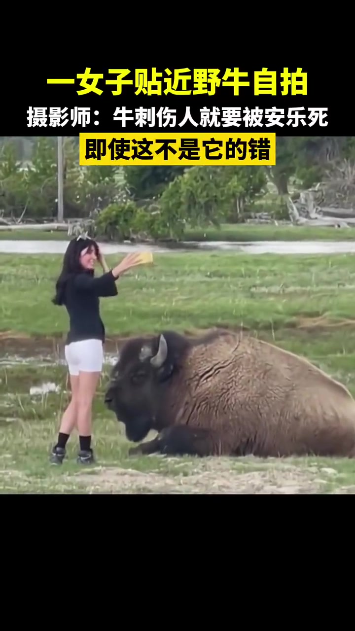 一女子贴近野牛自拍