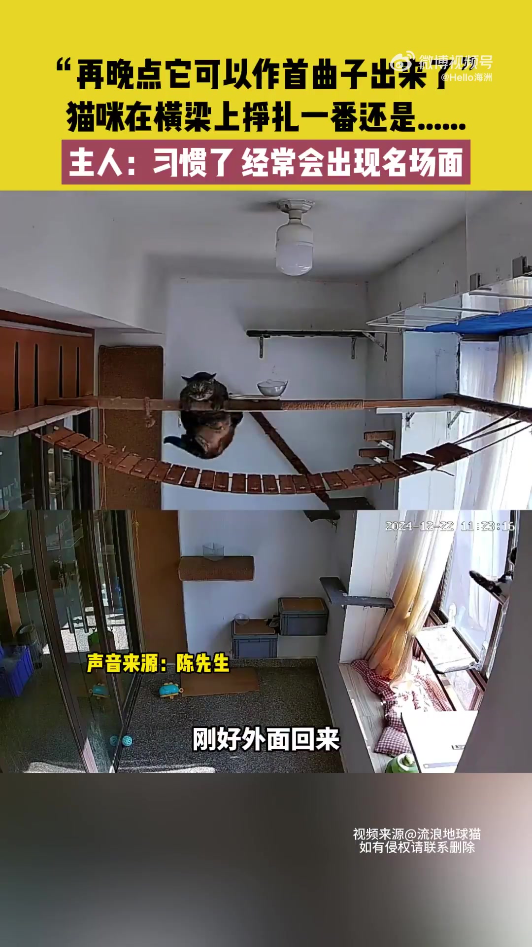 猫咪在横梁上挣扎一番还是