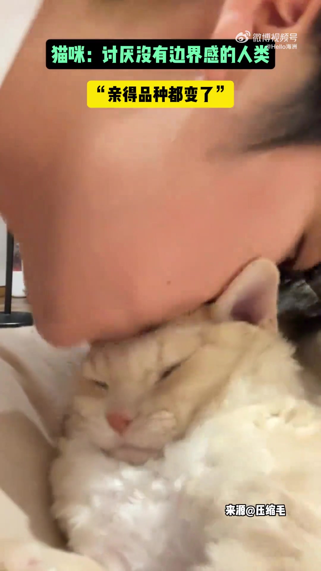 猫咪：讨厌没有边界感的人类亲得品种都变了！