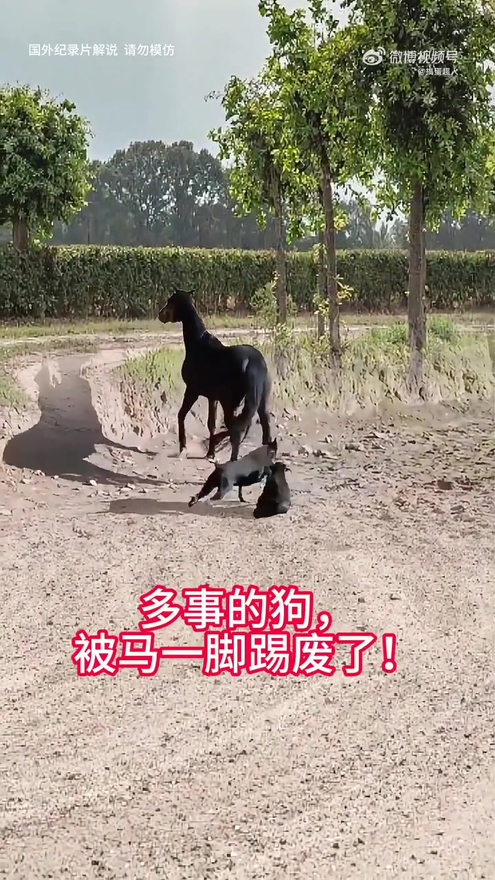 多事的狗被马一脚踢废了！