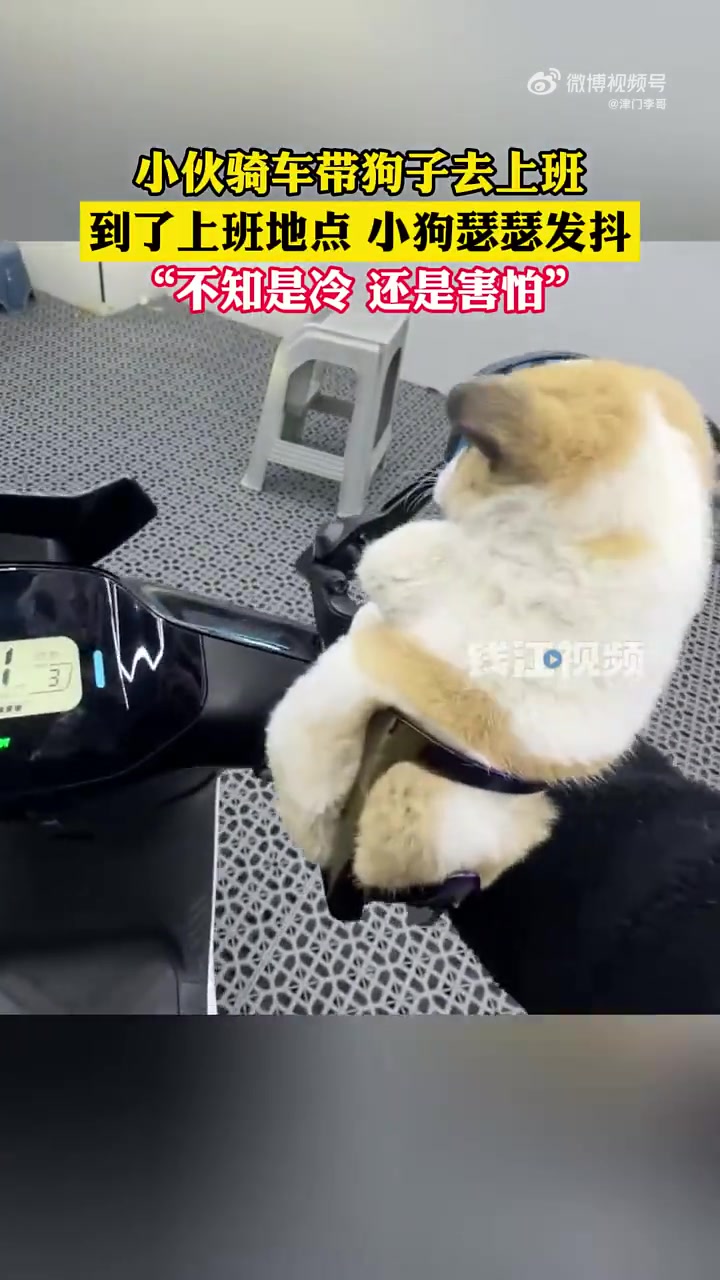 小伙骑车带狗子去上班，到了上班地点，小狗瑟瑟发抖