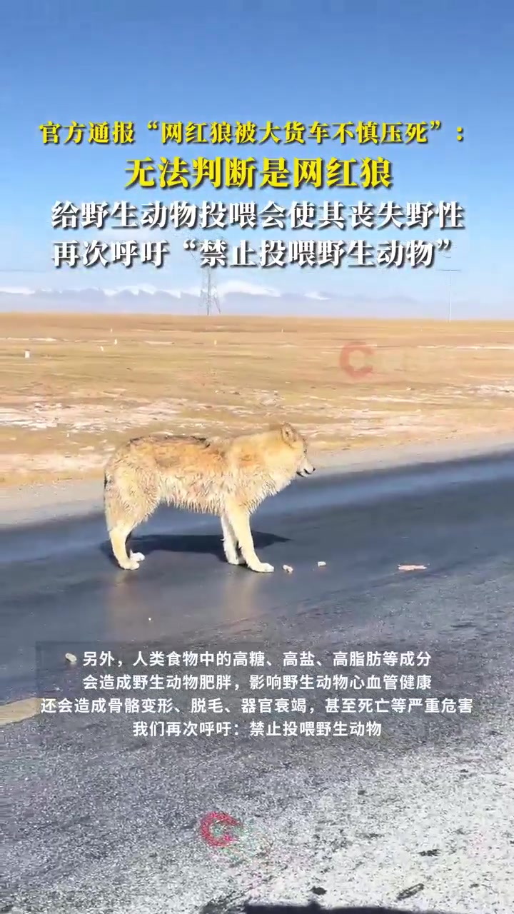 官方通报网红狼被大货车不慎压死！