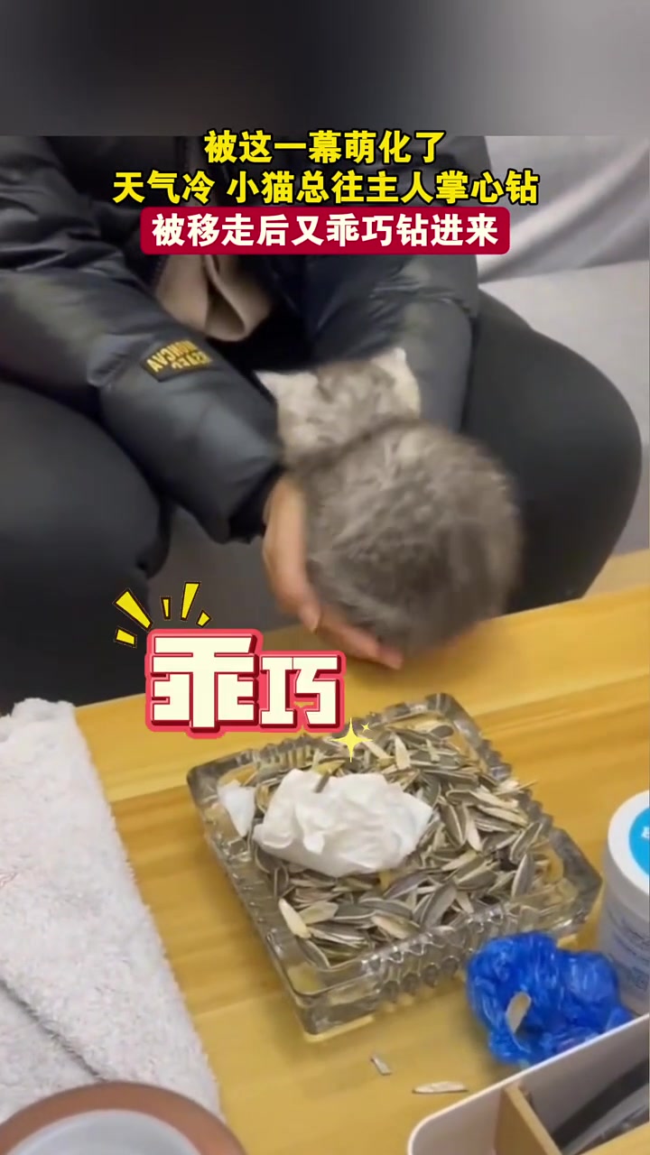 被这一幕萌化了，天气冷，小猫总往主人掌心钻