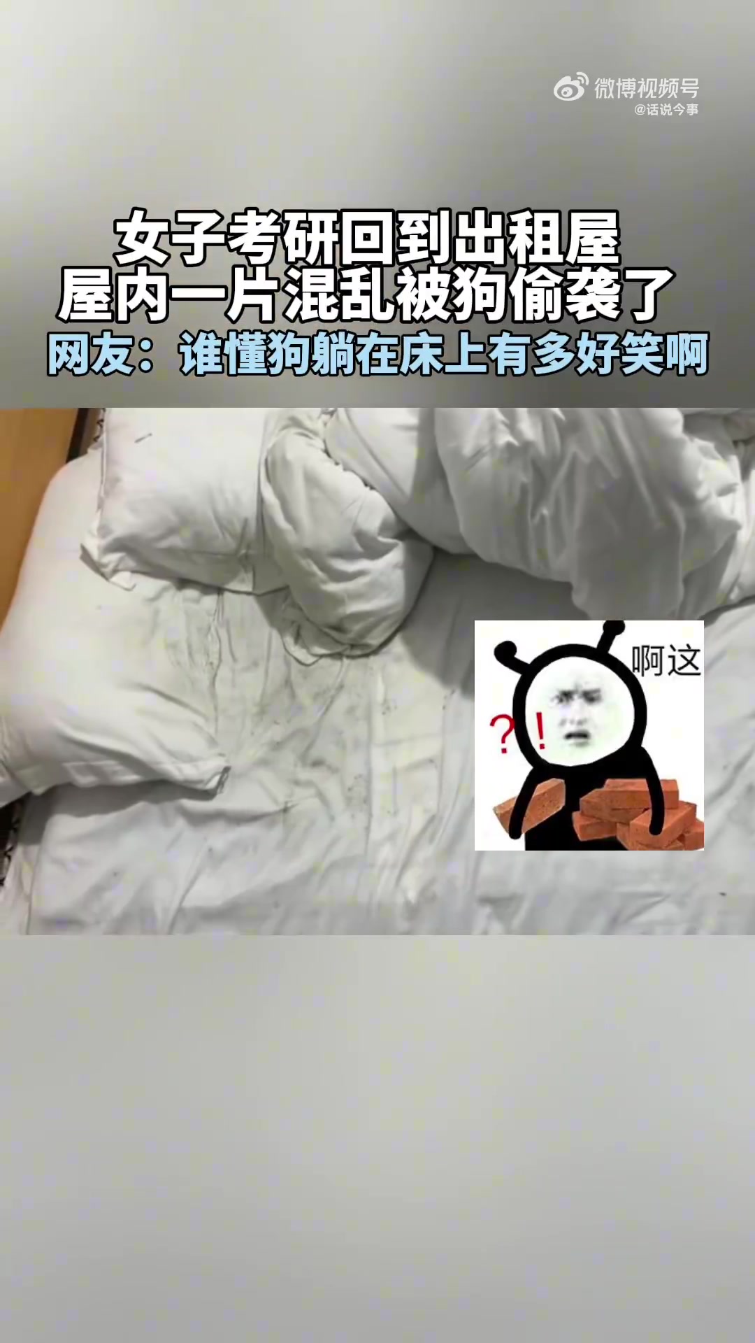 谁懂狗躺在床上那一幕有多搞笑