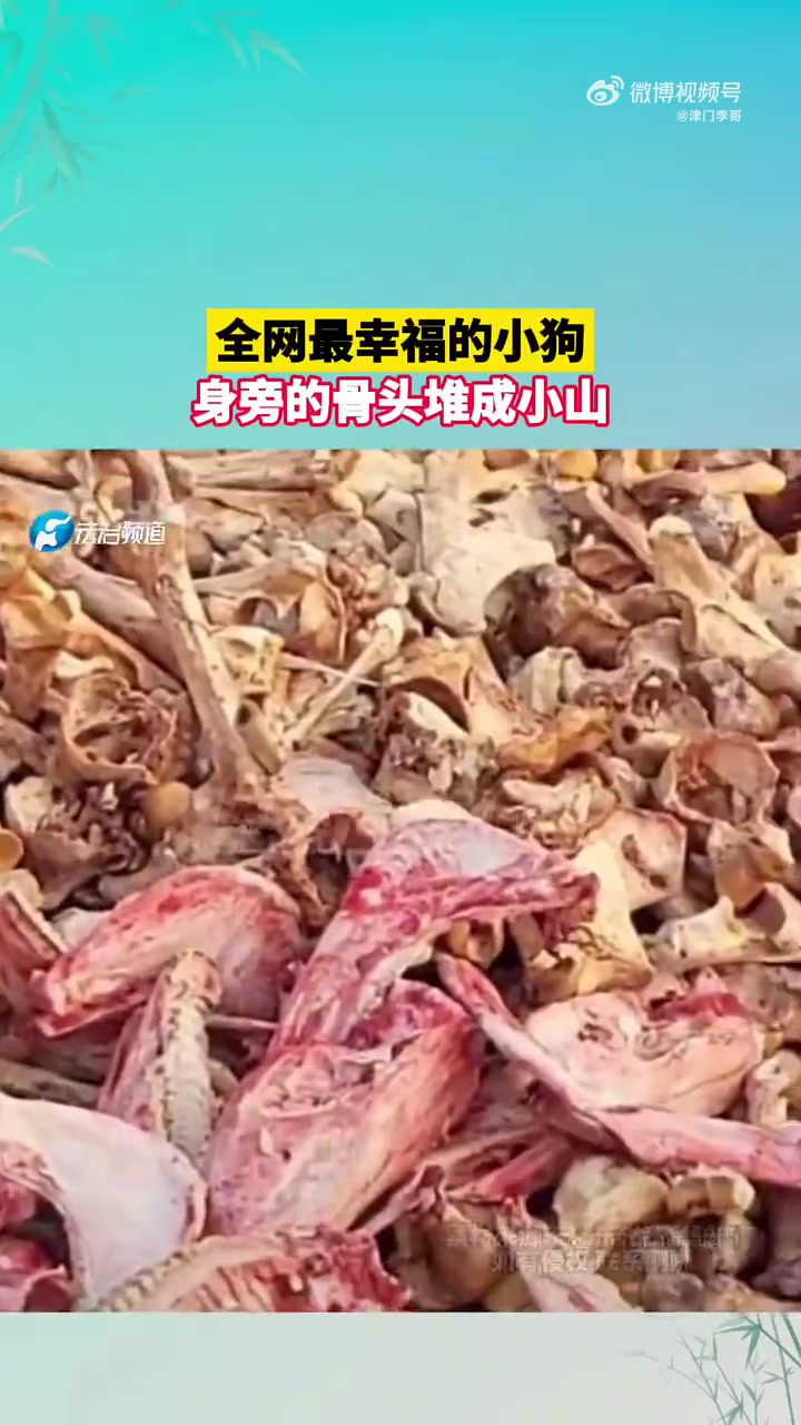 全网最幸福的小狗，身旁的骨头堆成小山！