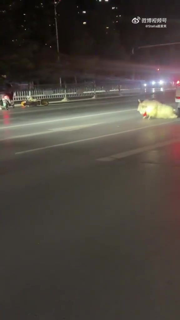 在城市马路上撞到一只戴红领巾的喜羊羊！