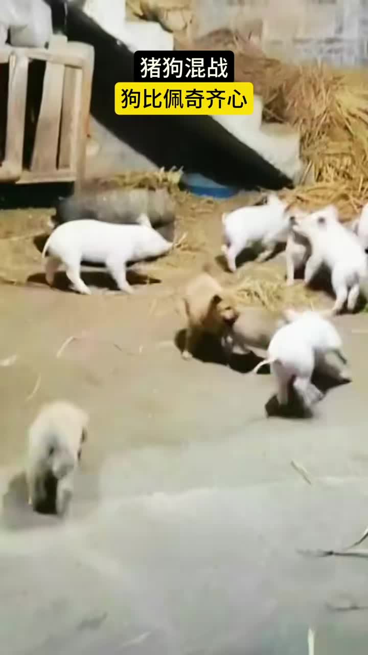猪狗混战，狗比佩奇齐心！