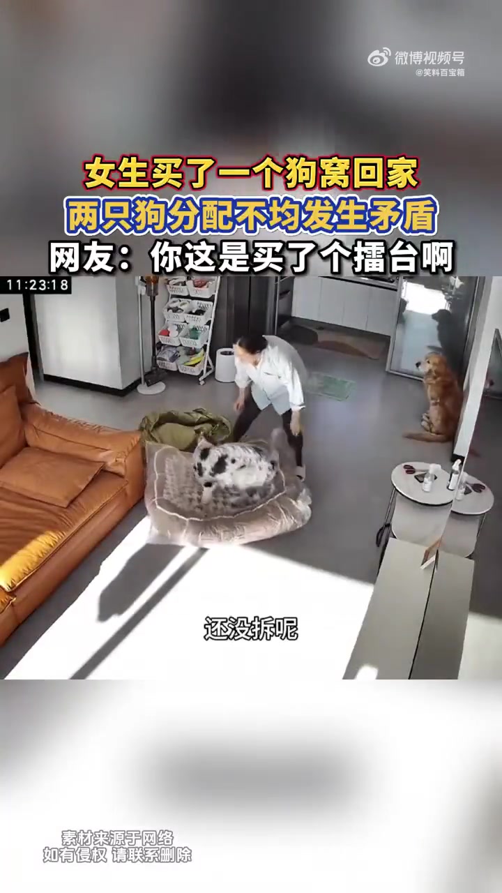 女生买了一个狗窝回家，两只狗分配不均发生矛盾！