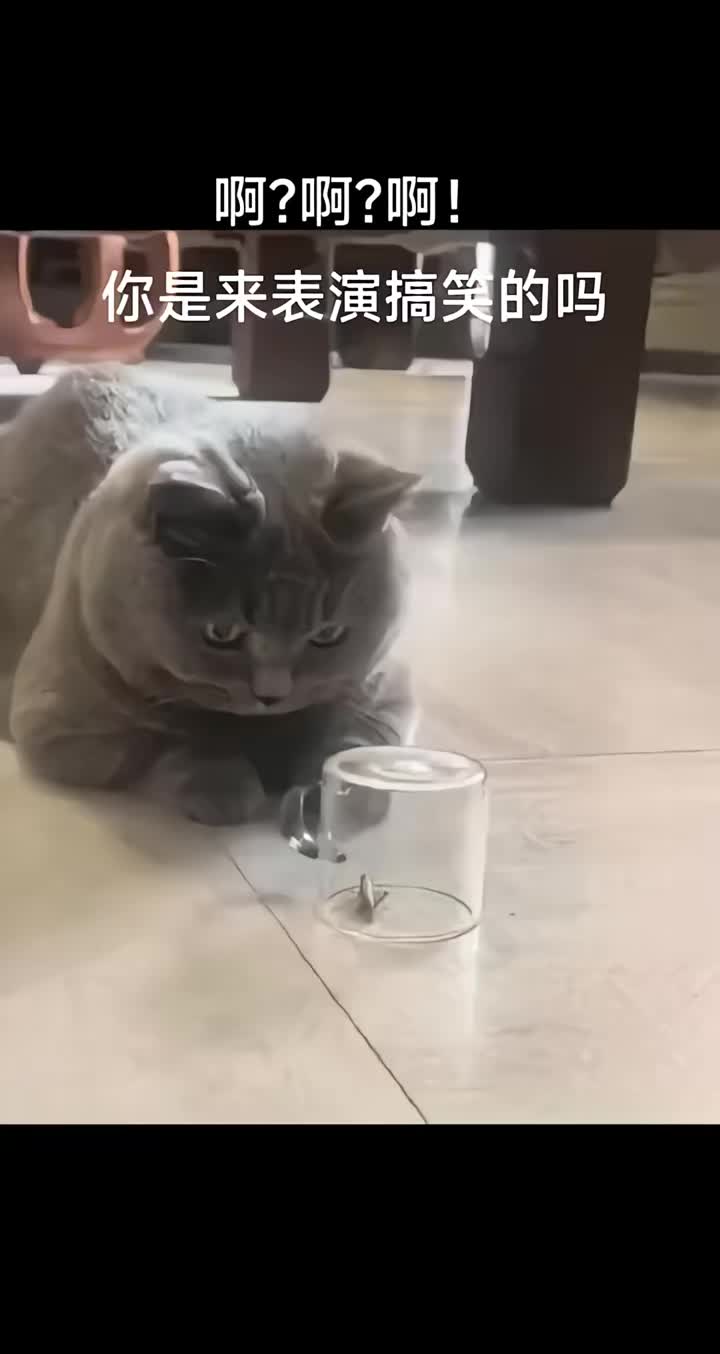 有点智商，但是不高！