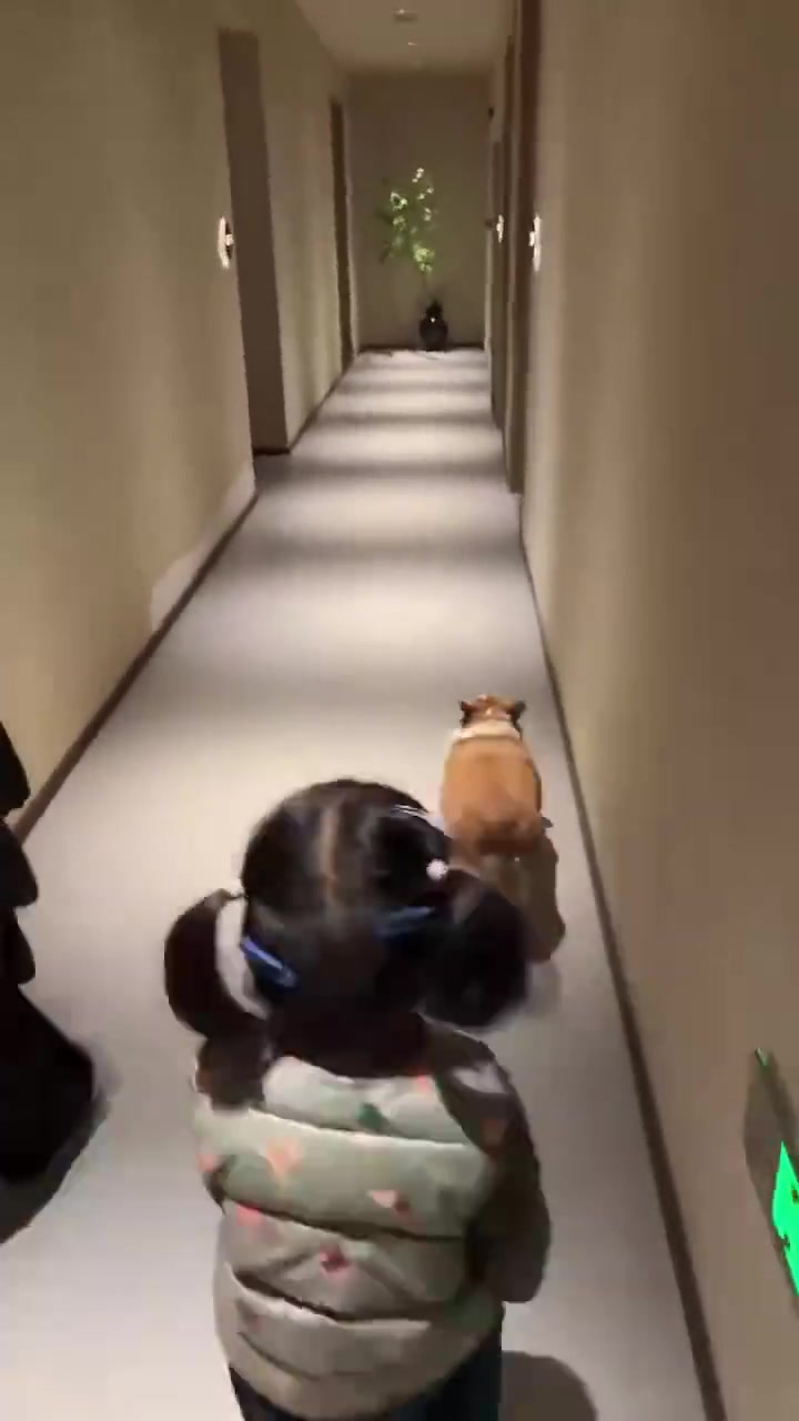 客人来住宿，柯基会带路！