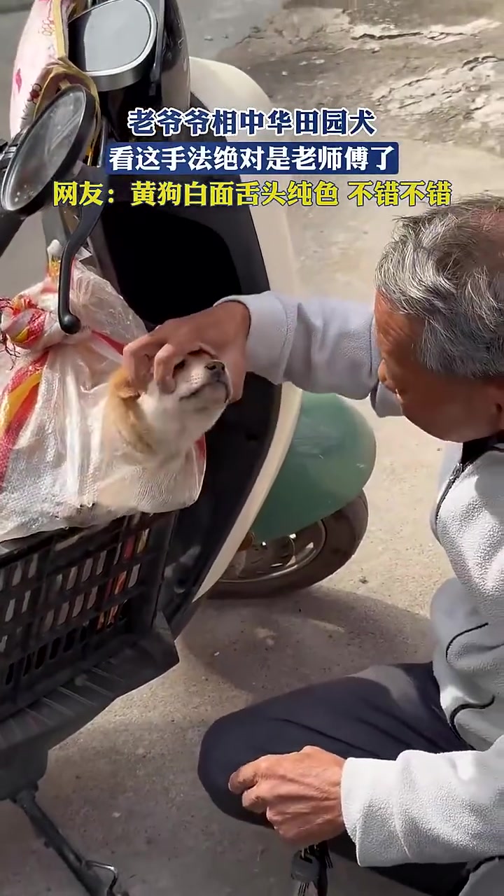 老爷爷相中华田园犬，看这手法绝对是老师傅了！