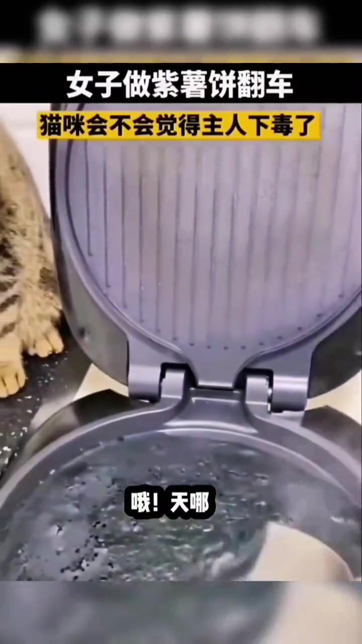 女子在家做紫薯饼出锅后惊呆猫咪网友：眼睛瞪得像铜铃