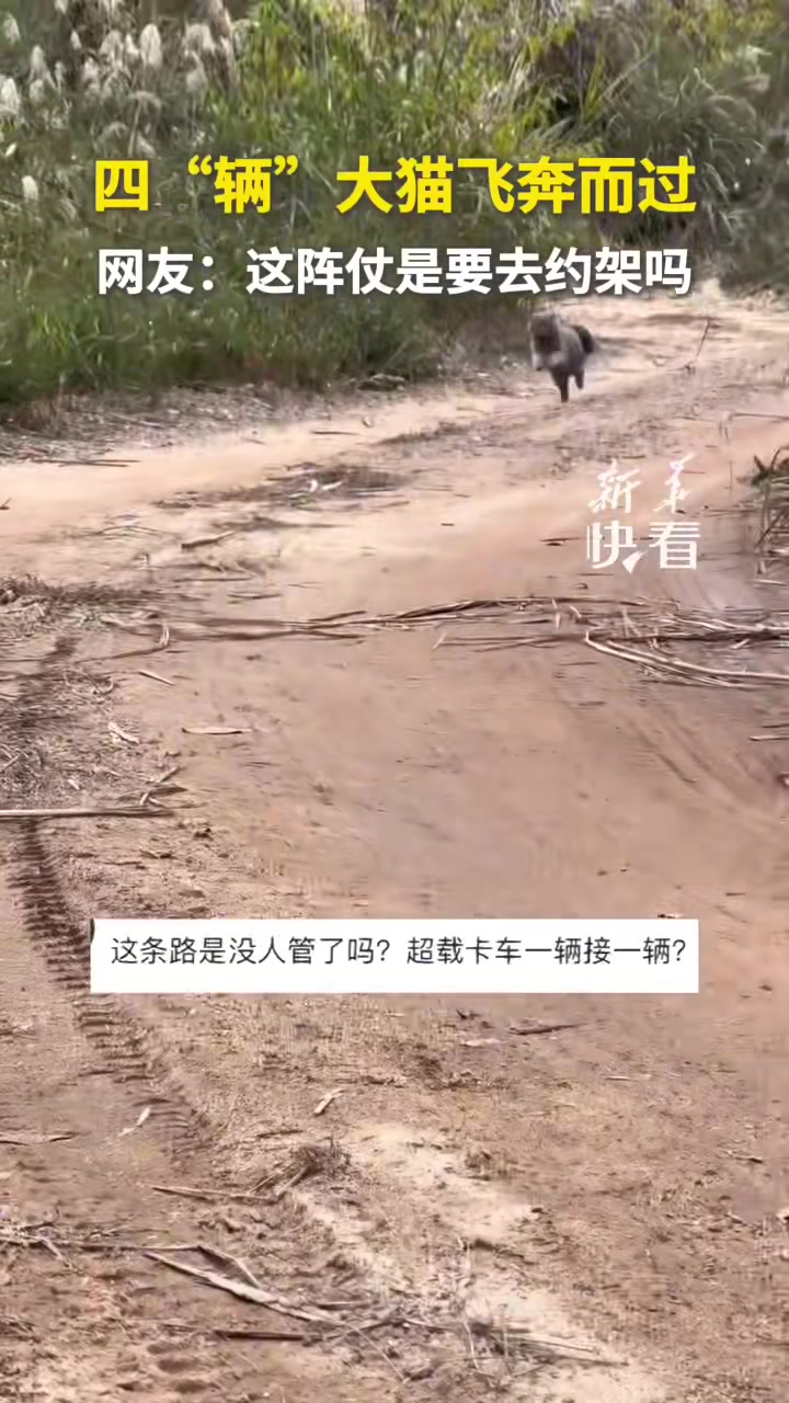 四“辆”大猫飞奔而过这阵仗是要去约架吗