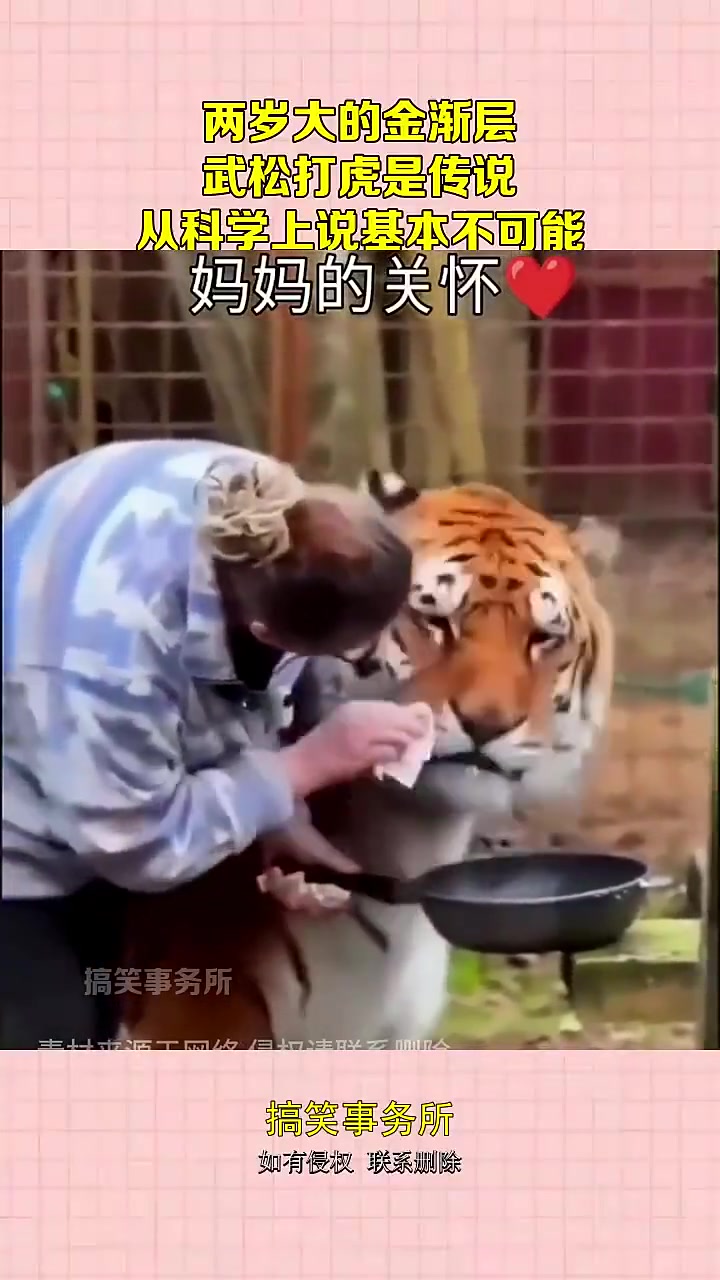 两岁大的金渐层，武松打虎是传说，从科学上说基本不可能！