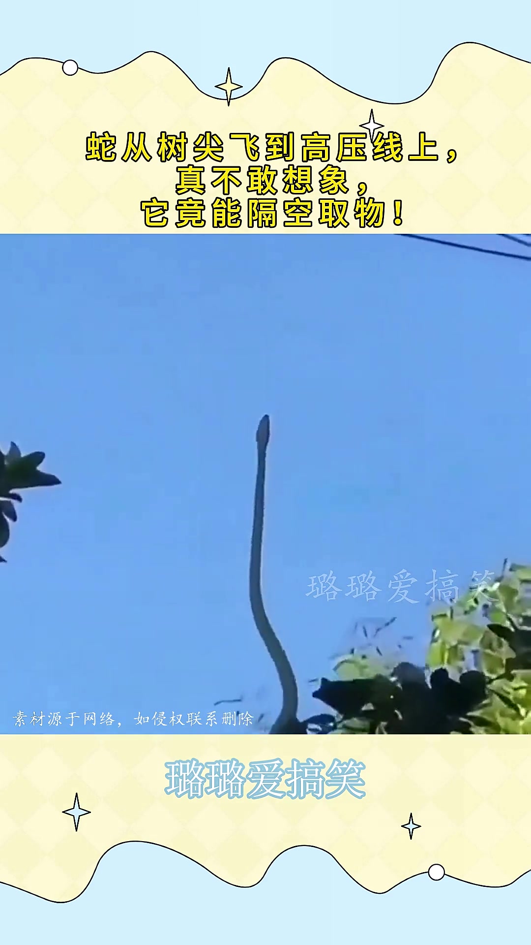 蛇从树尖飞到高压线上，真不敢想象，它竟能隔空取物！