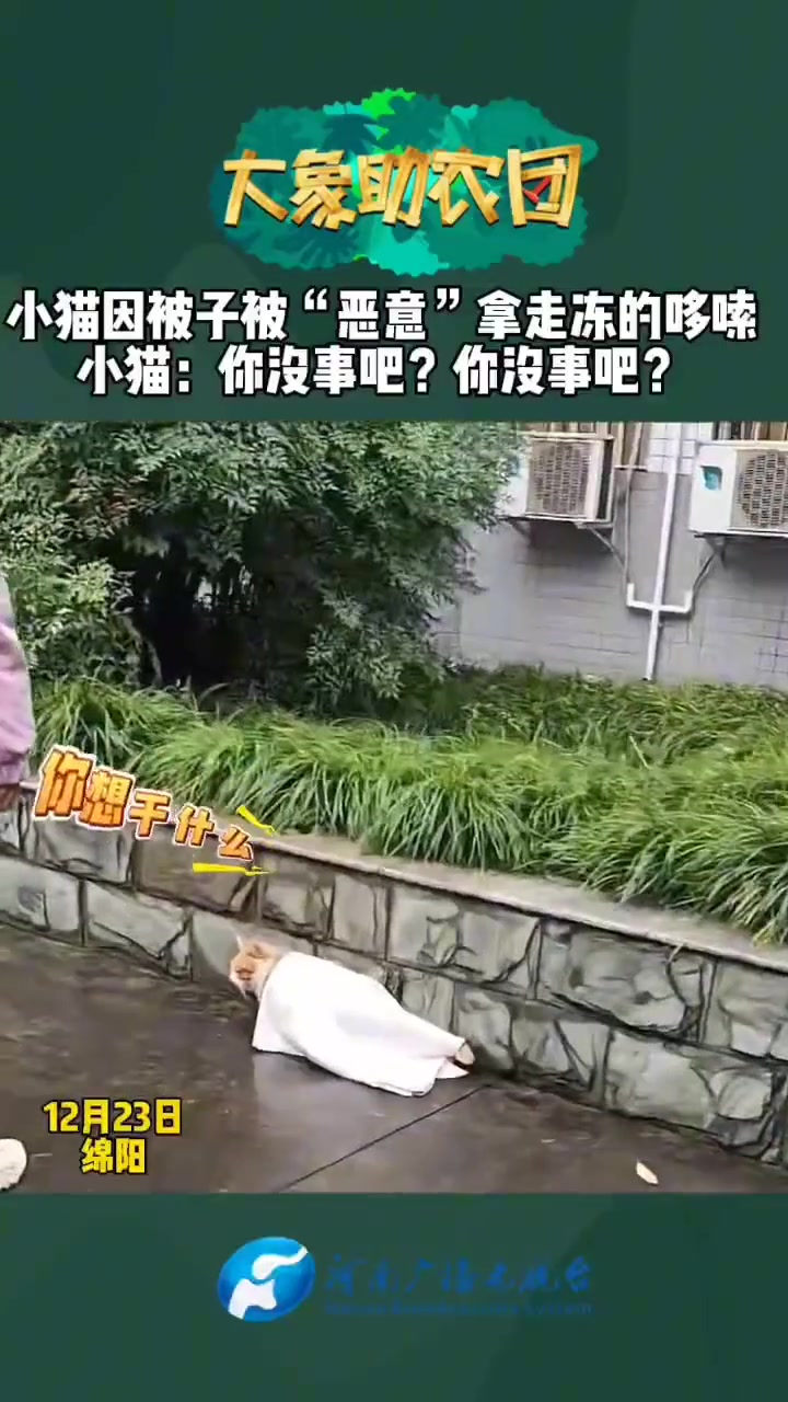 小猫因被子被“恶意”拿走冻的哆嗦小猫：你没事吧