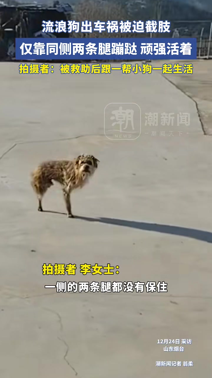 顽强的生命力！流浪狗出车祸被迫截肢，仅靠同侧两条腿蹦跶