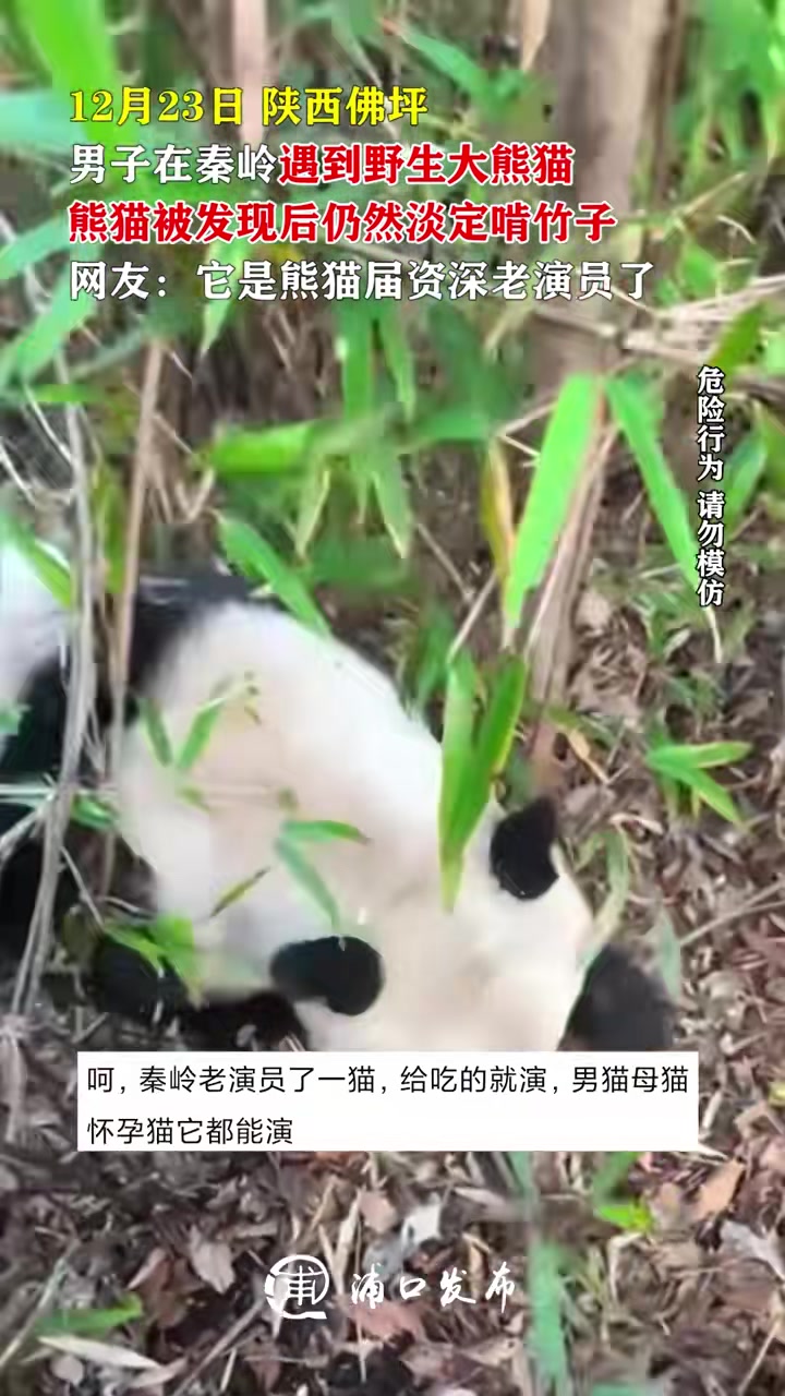 男子在秦岭遇到野生大熊猫，熊猫被发现后仍然淡定啃竹子