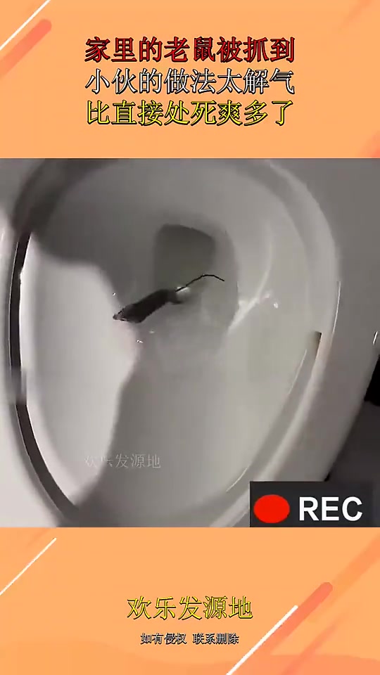 老鼠开心死了！终于死不了了
