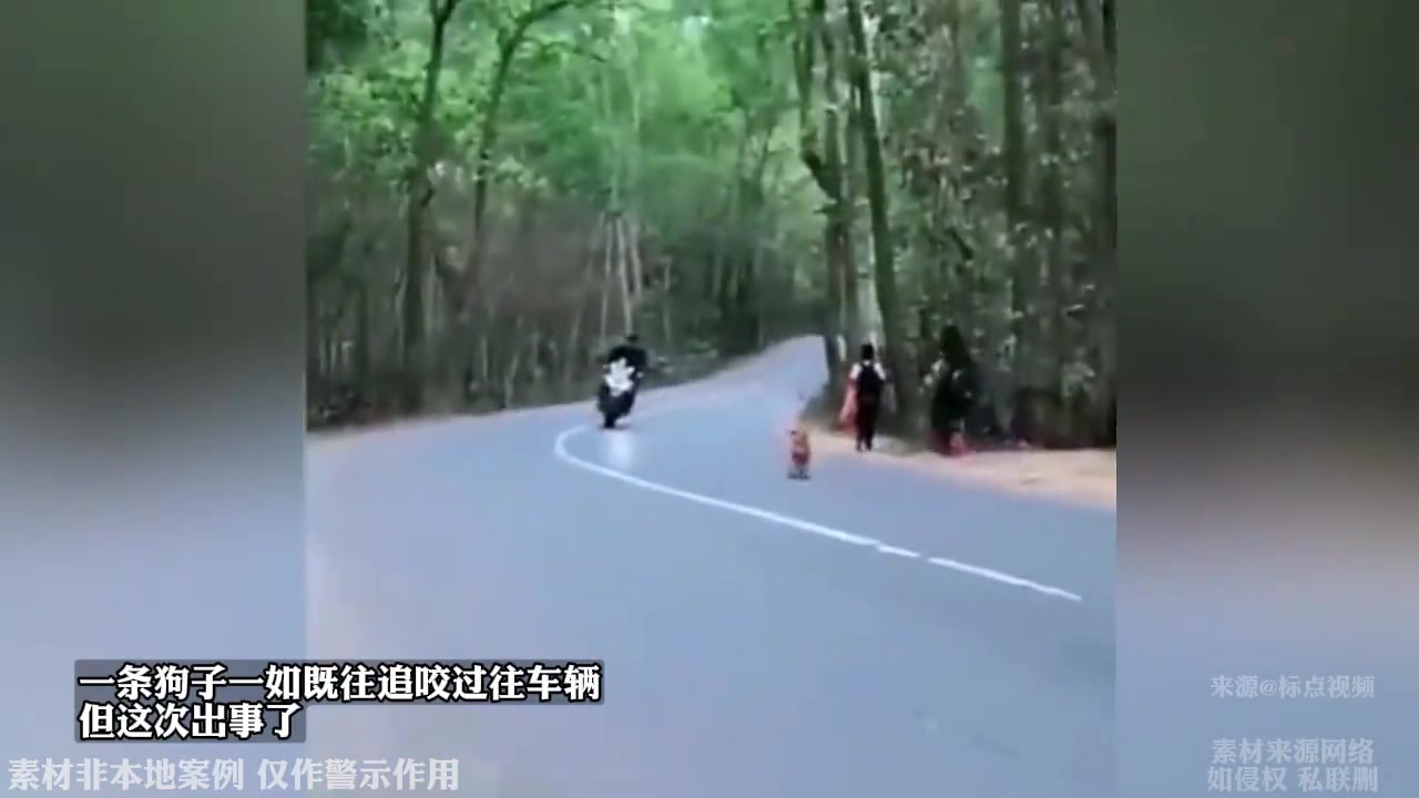 一条狗子一如既往追咬过往车辆，但这次出事了