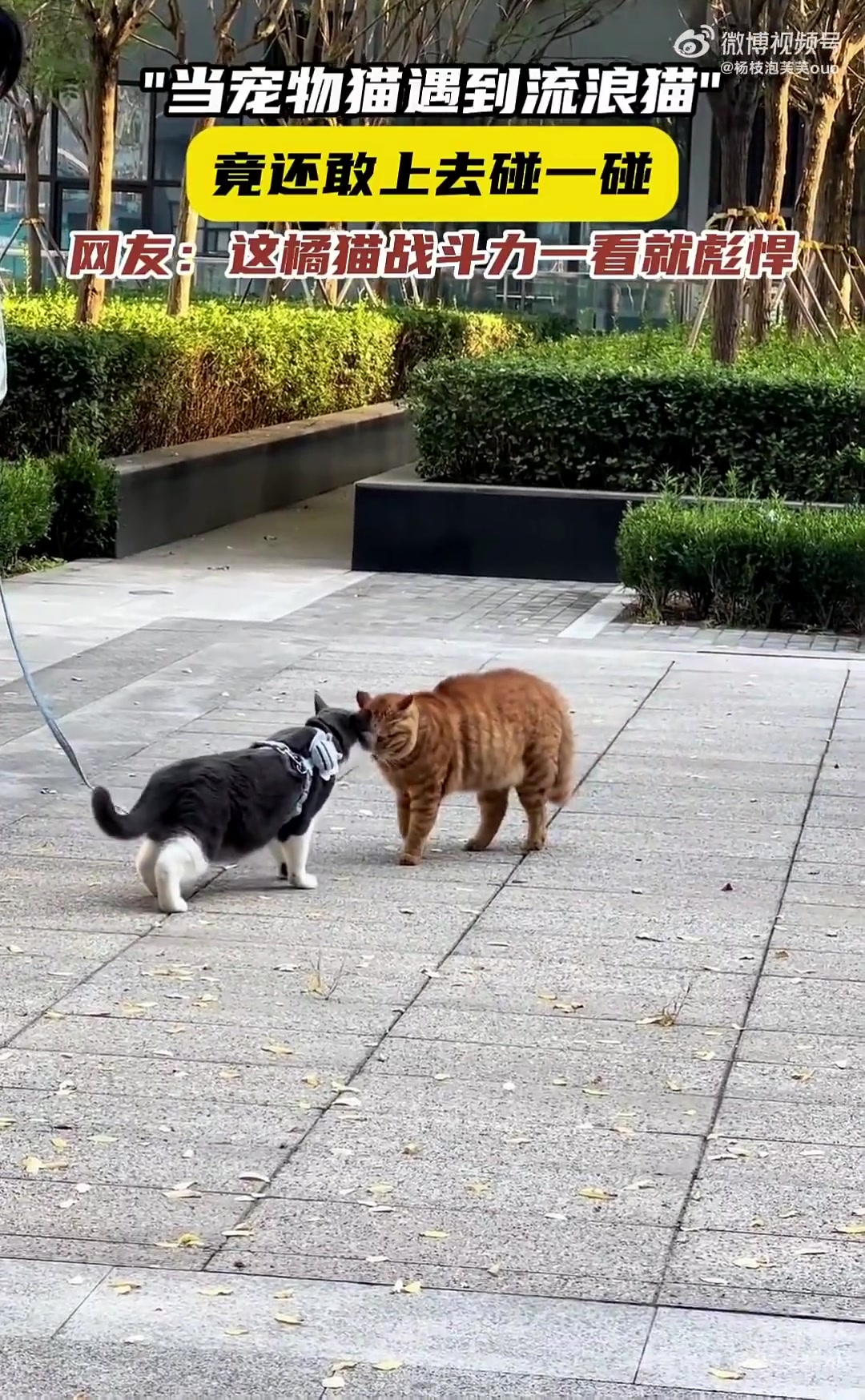当宠物猫遇到流浪猫，竟还敢上去碰一碰