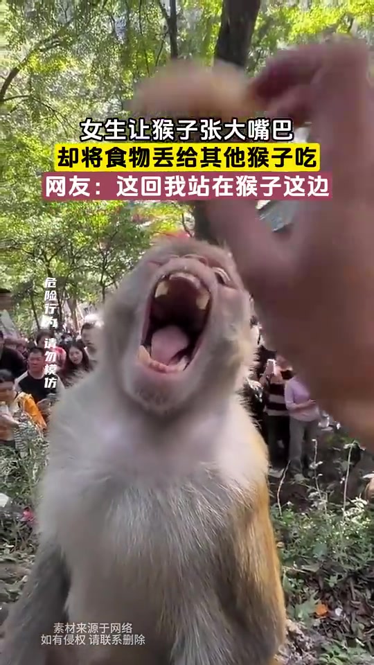 女生让猴子张大嘴巴，却将食物丢给其他猴子吃