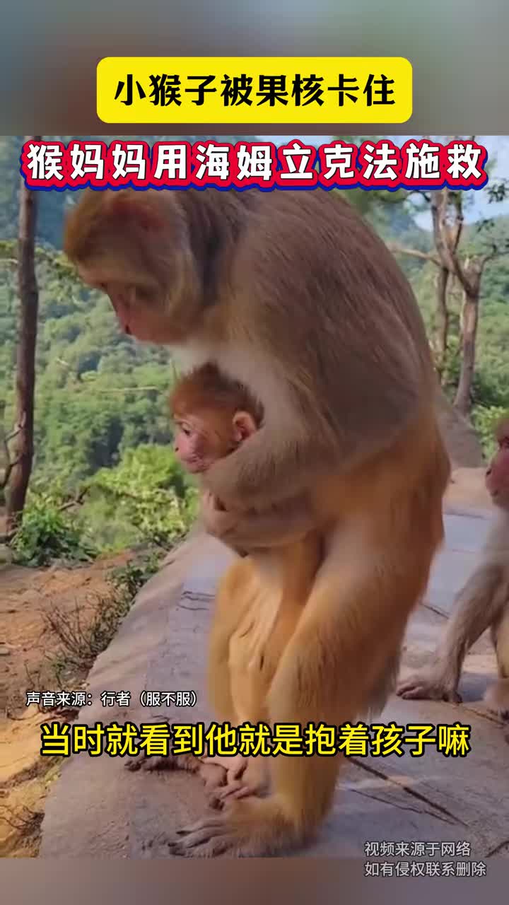 我怀疑海姆立克急救法，人是跟猴子学的！