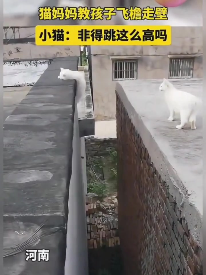 小猫妈妈就生我一个吗猫妈是的就剩一个了！