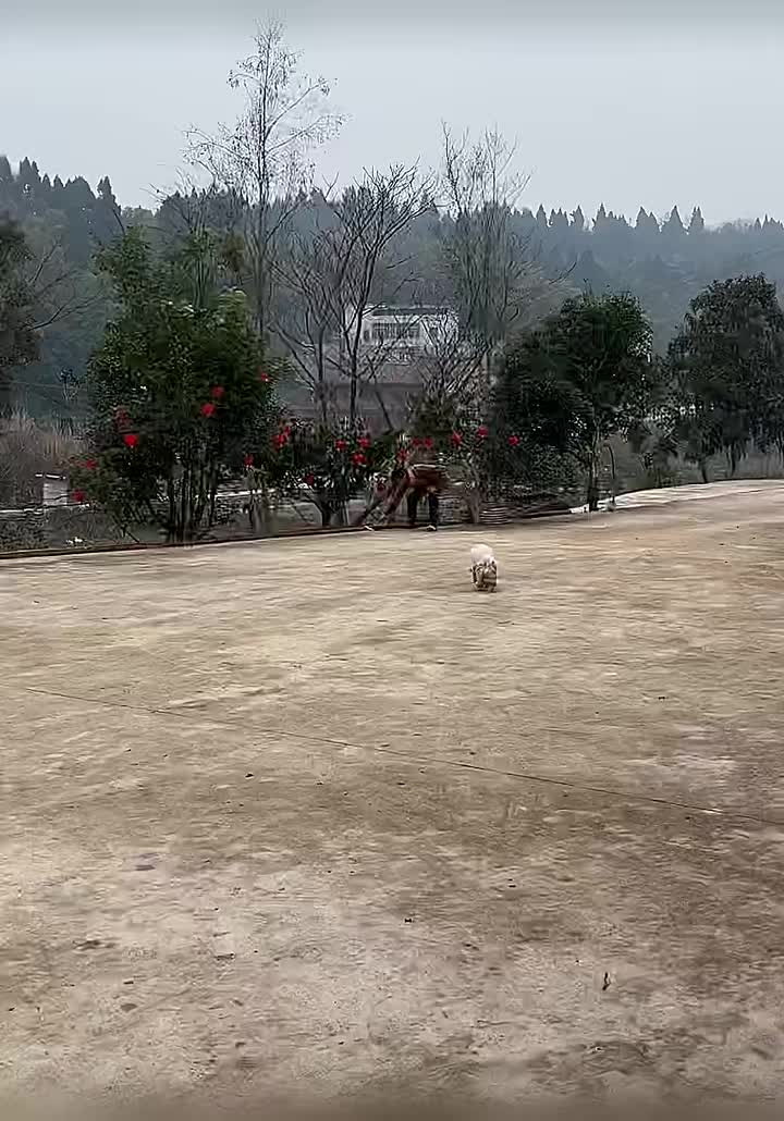 跑的比狗都快！