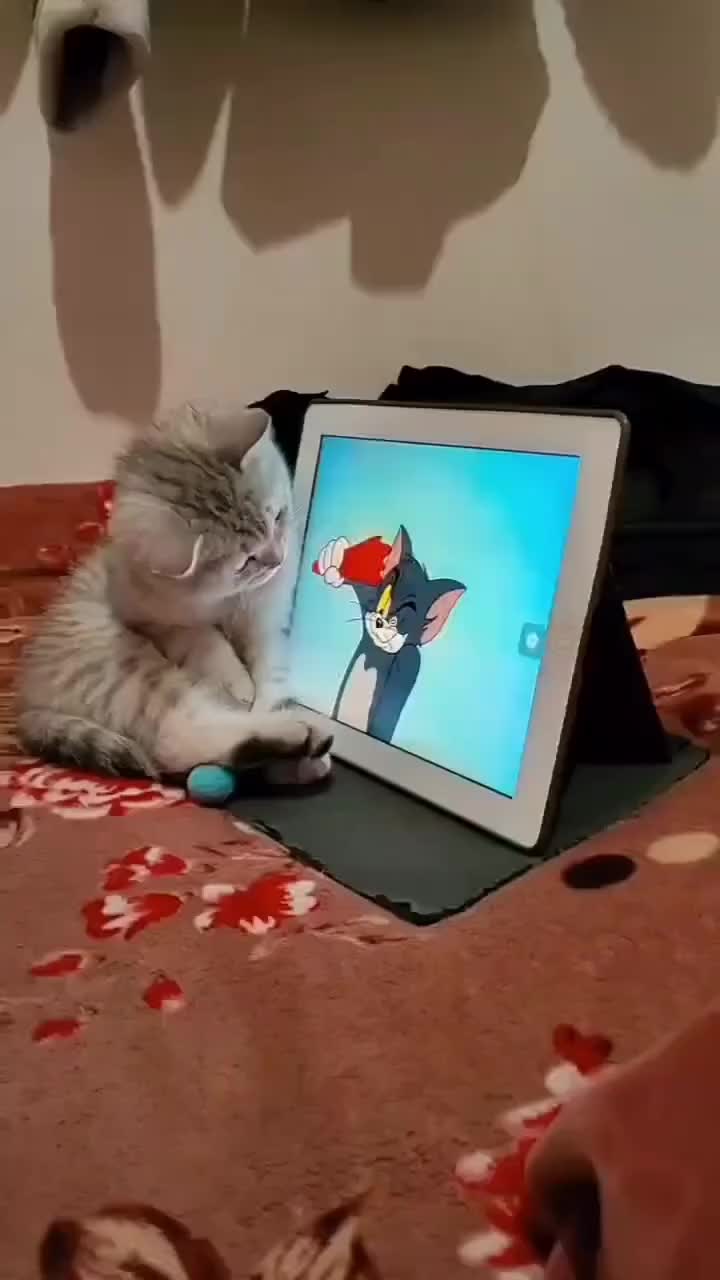 最后那一下是猫咪的本性难移啊！