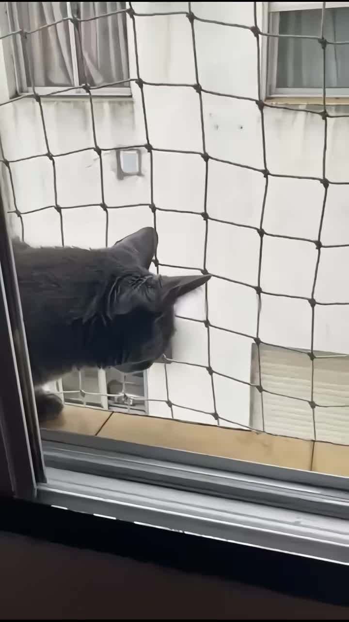 超真实“网恋”小猫！