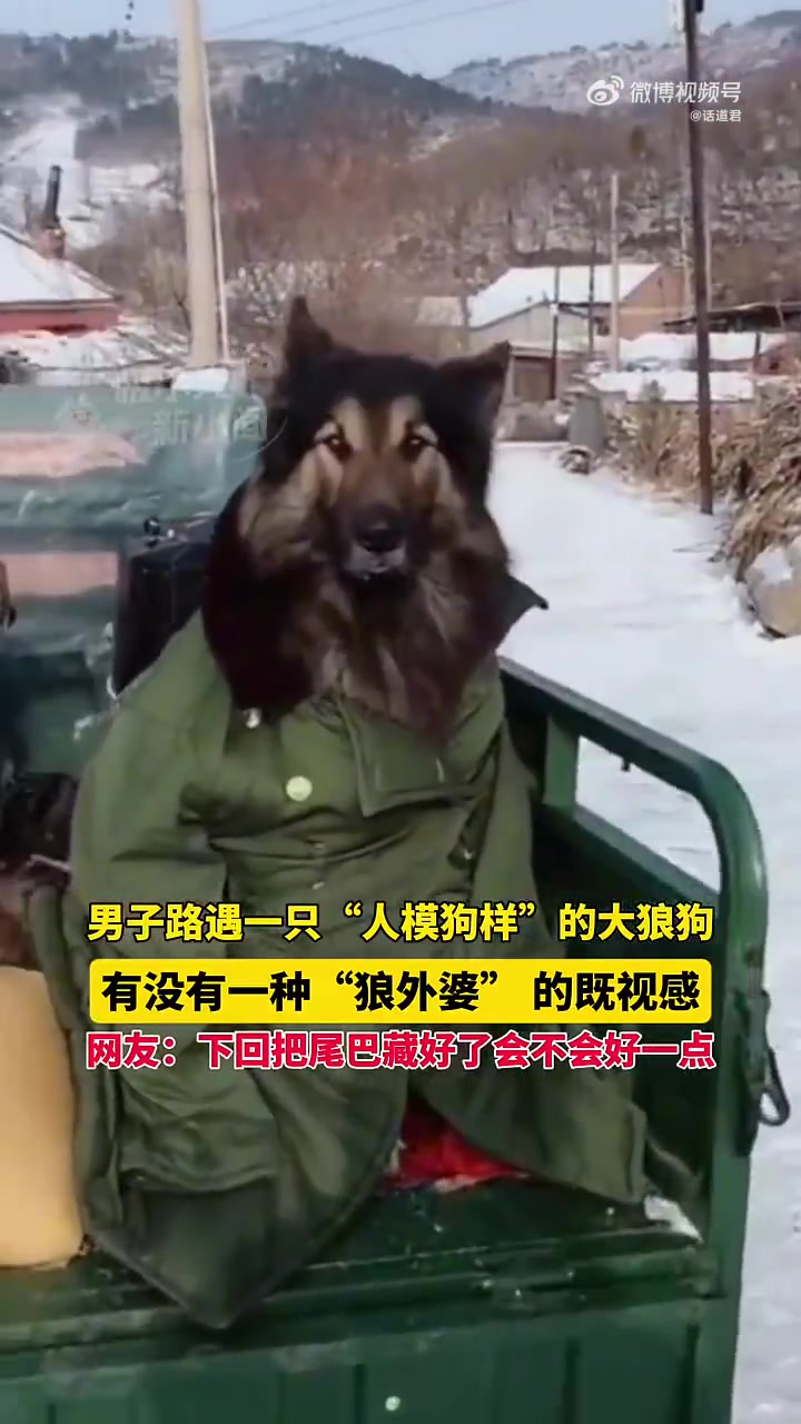 男子路遇一只“人模狗样”的大狼狗