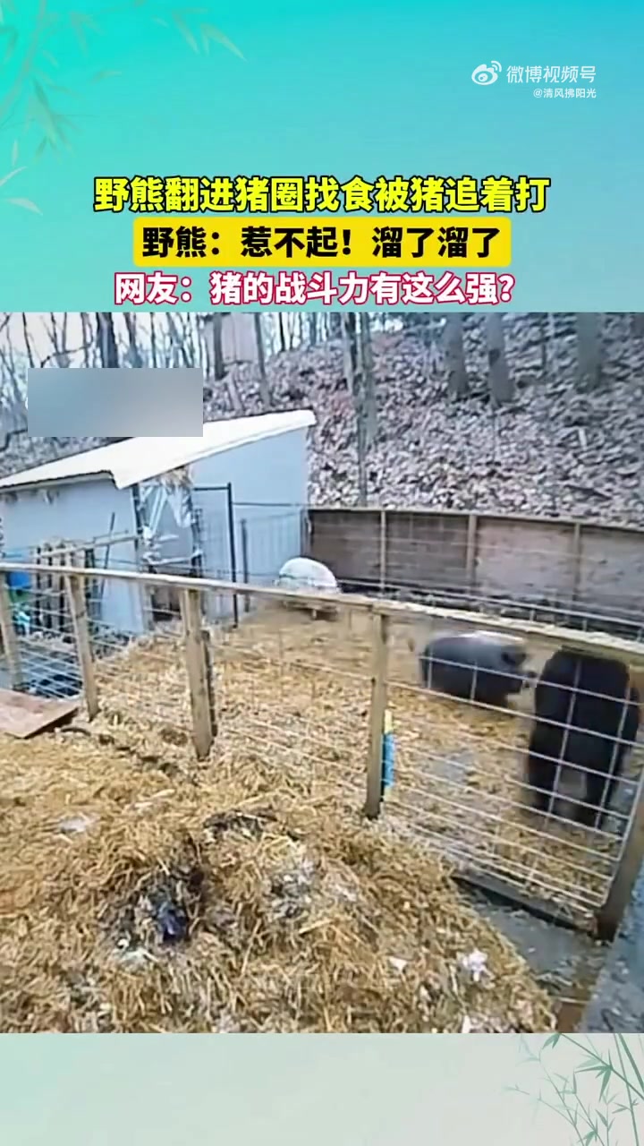野熊翻进猪圈找食被猪追着打