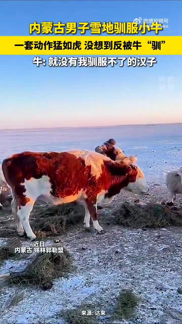 男子一套动作操作猛如虎，结果没想到被牛反“驯”